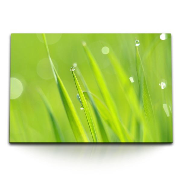 Paul Sinus Art 120x80cm Wandbild auf Leinwand Grünes Gras Grashalme Wassertropfen Natur Morgentau