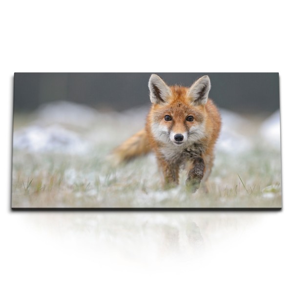 Paul Sinus Art Kunstdruck Bilder 120x60cm Kleiner Fuchs Tierfotografie Natur Rotfuchs