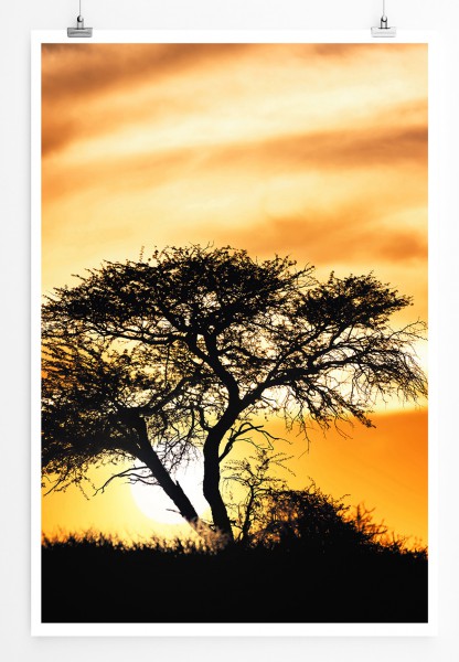 Paul Sinus Art 90x60cm Poster Sonne hinter einsamen Akazienbaum Südafrika