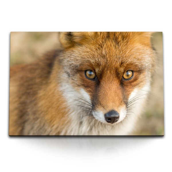 Paul Sinus Art 120x80cm Wandbild auf Leinwand Fuchs Fuchsaugen Tierfotografie Rot