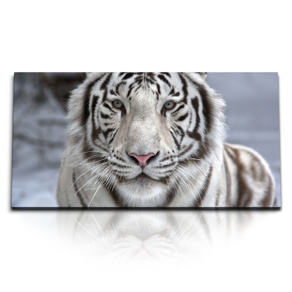 Paul Sinus Art Kunstdruck Bilder 120x60cm Weißer sibirischer Tiger Tierfotografie Raubkatze