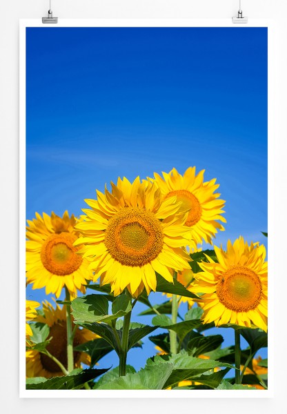 Paul Sinus Art 90x60cm Poster Naturfotografie Strahlende Sonnenblumen am blauen Himmel