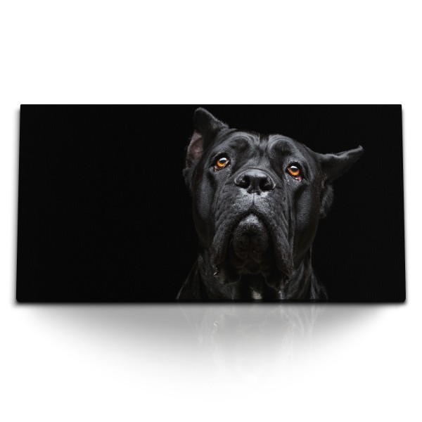 Paul Sinus Art Kunstdruck Bilder 120x60cm Cane Corso Italiano schwarzer Hund Tierfotografie