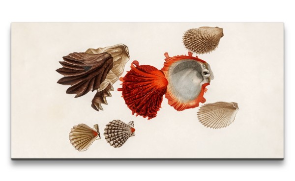 Paul Sinus Art Remaster 120x60cm Seemuscheln Muscheln Meer alte Illustration Vintage Dekorativ