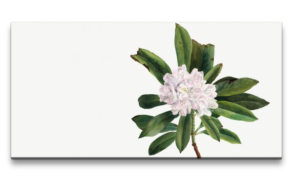 Paul Sinus Art Remaster 120x60cm Botanische Vintage Illustration Rhododendren Wunderschöne Kunstvoll