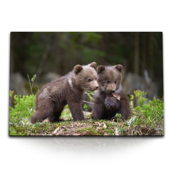 Paul Sinus Art 120x80cm Wandbild auf Leinwand Kleine Bären im Wald Babybär Natur Tierfotografie