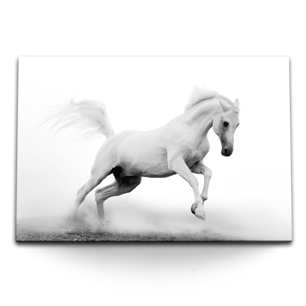 Paul Sinus Art 120x80cm Wandbild auf Leinwand Weißes Pferd Tierfotografie Hell Wild Hengst