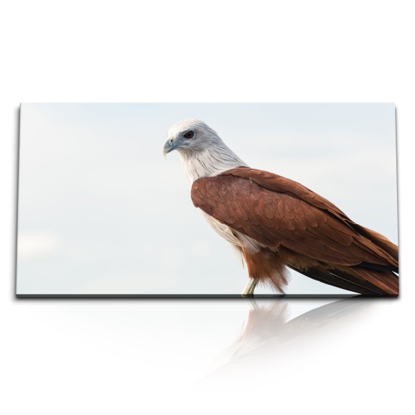 Paul Sinus Art Kunstdruck Bilder 120x60cm Brahminenweih Raubvogel Vogelfotografie Greifvogel