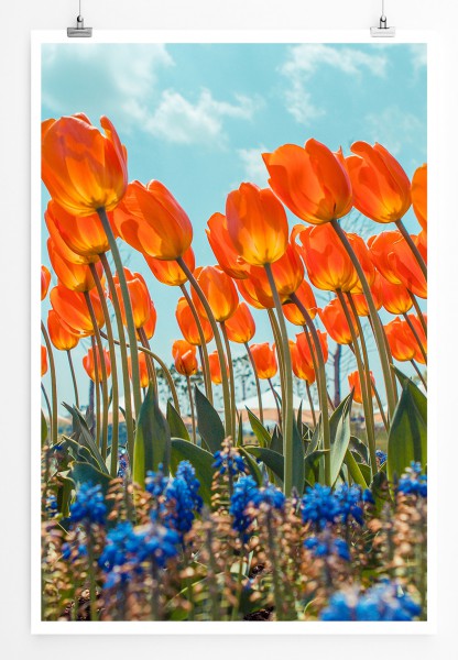 Paul Sinus Art 90x60cm Poster Naturfotografie Tulpen und blaue Blumen