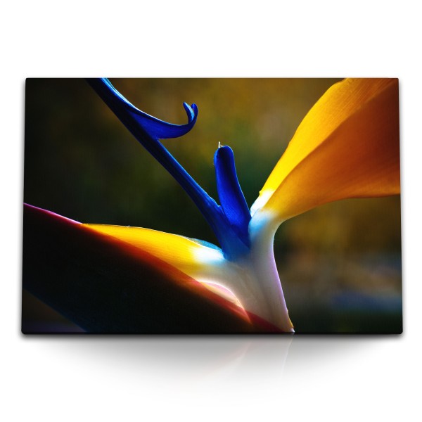 Paul Sinus Art 120x80cm Wandbild auf Leinwand Exotische Blume Blüte Tropisch Natur