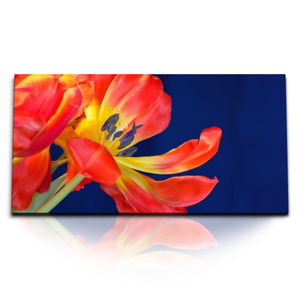 Paul Sinus Art Kunstdruck Bilder 120x60cm Rote Tulpe Blume Blüte blauer Hintergrund