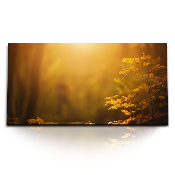 Paul Sinus Art Kunstdruck Bilder 120x60cm Wald warmes Sonnenschein Natur Bäume