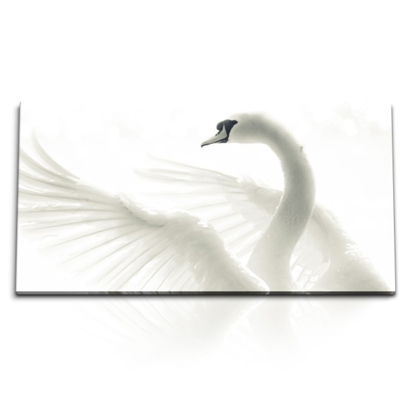 Paul Sinus Art Kunstdruck Bilder 120x60cm Weißer Schwan Tierfotografie Hell Kunstvoll Federkleid