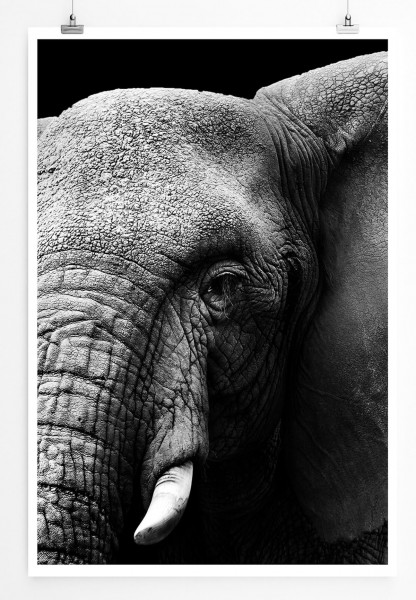 Paul Sinus Art 60x90cm Tierfotografie Poster Großer Elefantenkopf schwarz weiß