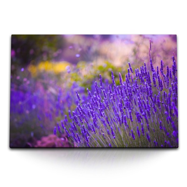 Paul Sinus Art 120x80cm Wandbild auf Leinwand Lavendel Blumen Wildblumen Blau Natur Sommer