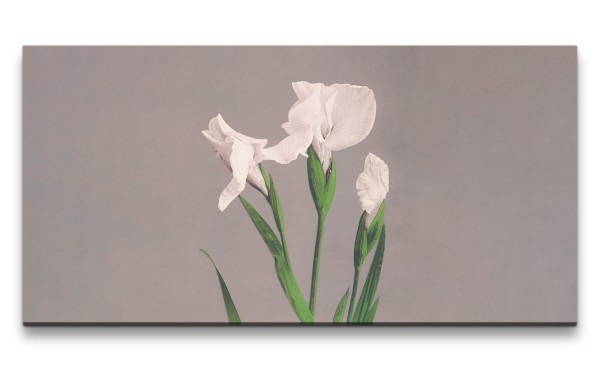 Paul Sinus Art Remaster 120x60cm Ogawa Kazumasa berühmte Fotografie Iris Blume weiße Schwertlilien Wunderschön