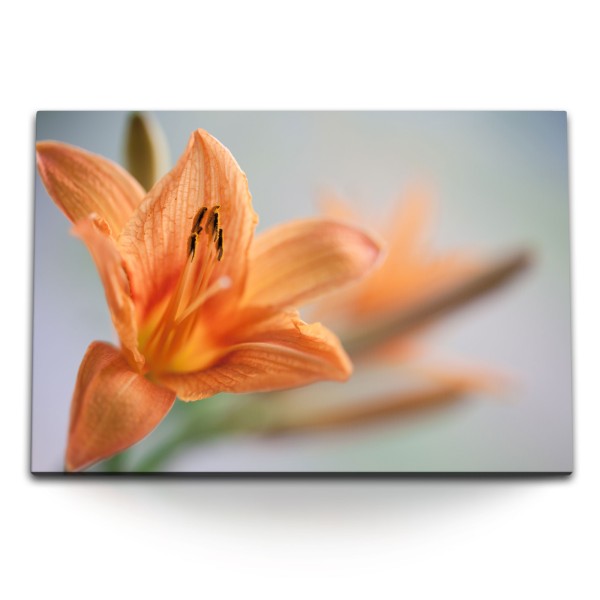 Paul Sinus Art 120x80cm Wandbild auf Leinwand Lilie Blume Orange Blüte Makrofotografie