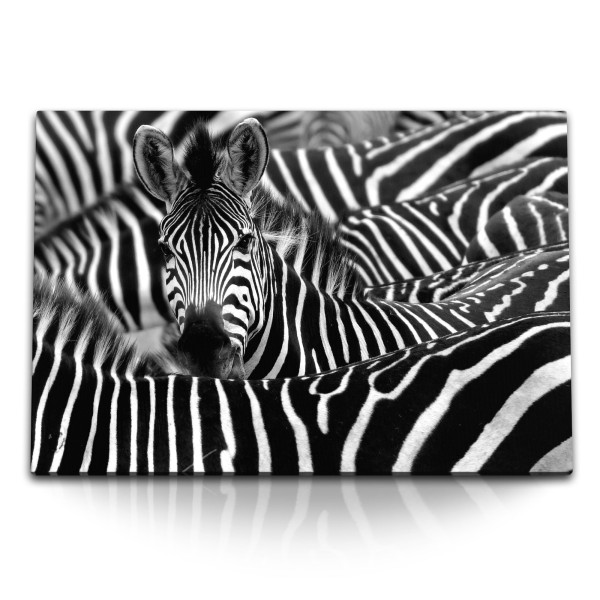 Paul Sinus Art 120x80cm Wandbild auf Leinwand Afrika Tierfotografie Schwarz Weiß Zebras Zebraherde