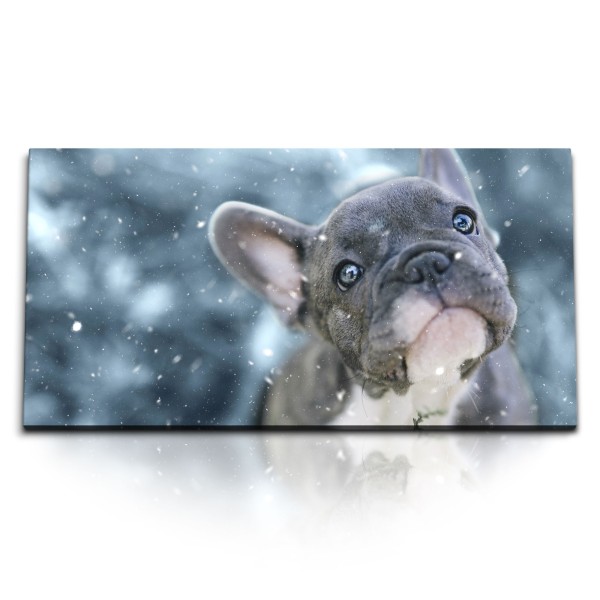 Paul Sinus Art Kunstdruck Bilder 120x60cm Kleiner Hund Welpe Französische Bulldogge Schnee