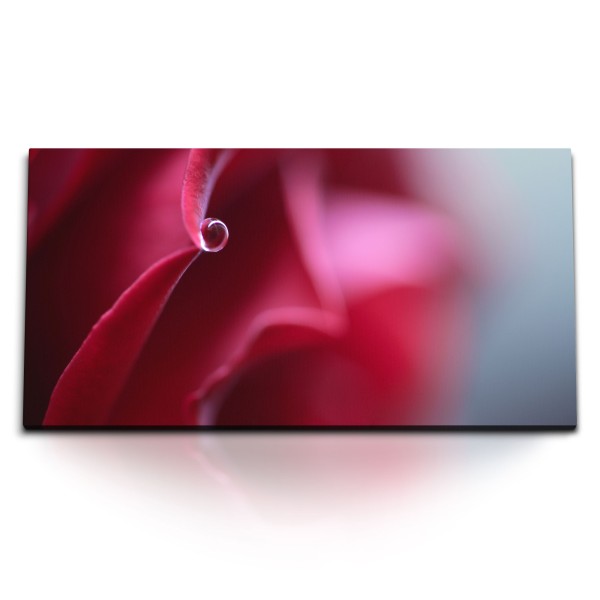 Paul Sinus Art Kunstdruck Bilder 120x60cm Rote Blüte Rose Makrofotografie Rot Wassertropfen