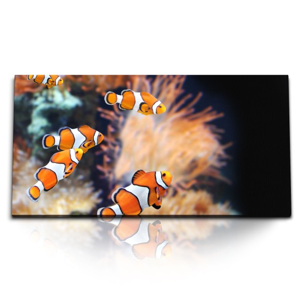 Paul Sinus Art Kunstdruck Bilder 120x60cm Clownfische Bunte Fische Korallenriff unter Wasser