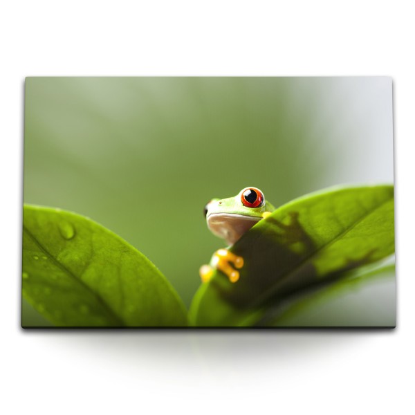 Paul Sinus Art 120x80cm Wandbild auf Leinwand Kleiner Frosch Grün Pflanzen Blätter Tropisch