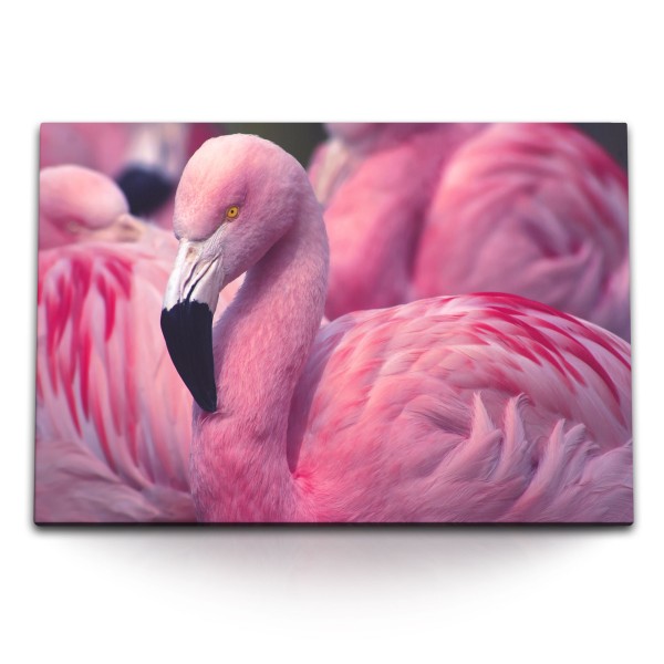 Paul Sinus Art 120x80cm Wandbild auf Leinwand Rosa Flamingos Florida Tierfotografie Vogel