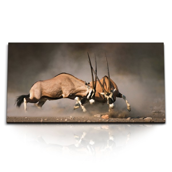 Paul Sinus Art Kunstdruck Bilder 120x60cm Bullenkampf Spießbock Natur Tierfotografie Afrika