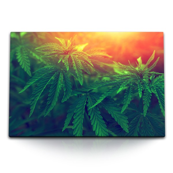 Paul Sinus Art 120x80cm Wandbild auf Leinwand Cannabis Pflanze Grün Gras Sonnenschein