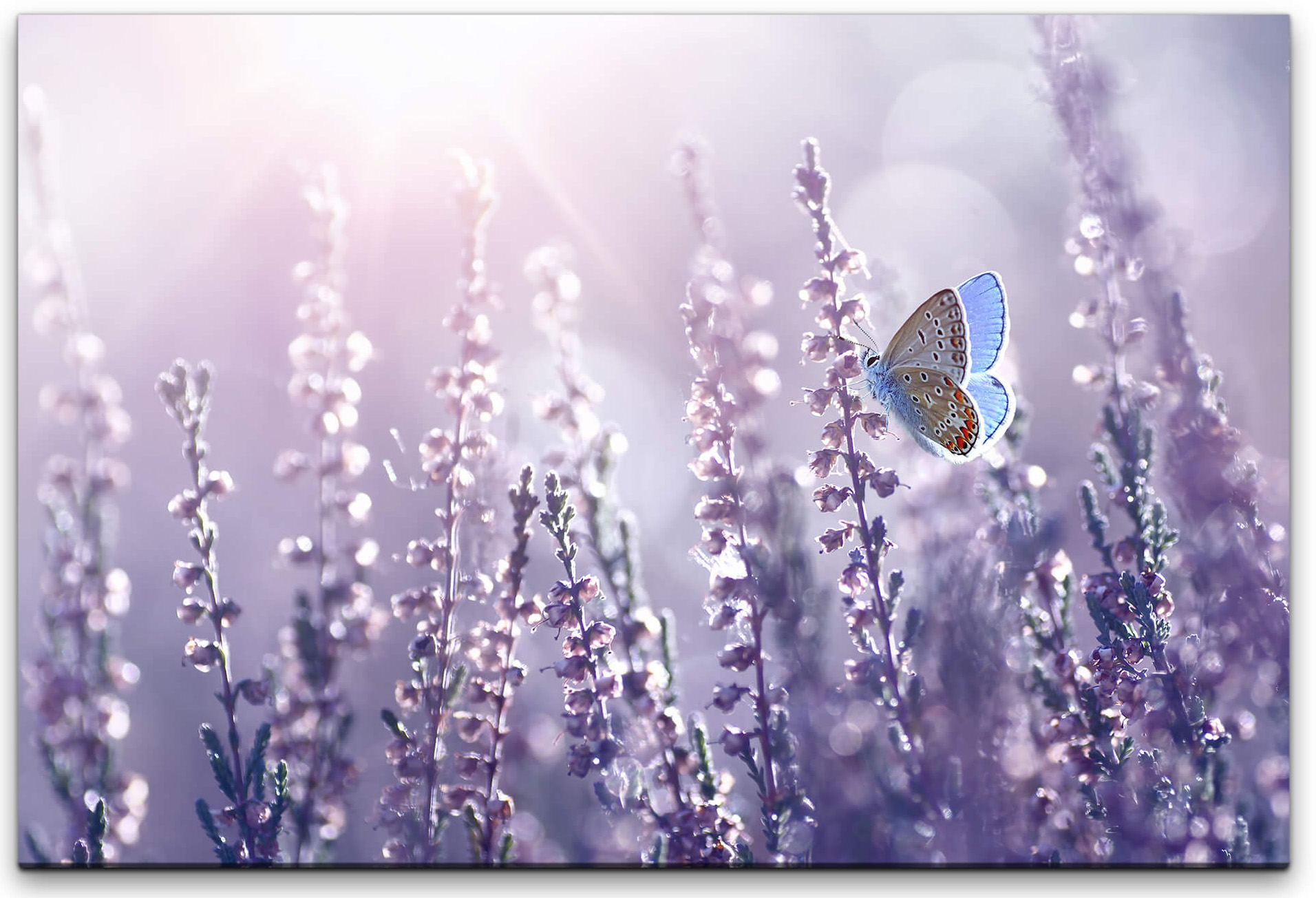 Lavendel und Schmetterlinge Wandbild in | fairen GmbH Preisen verschiedenen Art Wohnaccessoires & Einzigartige Designs, zu Geschenke , - Größen Wandbilder Sinus