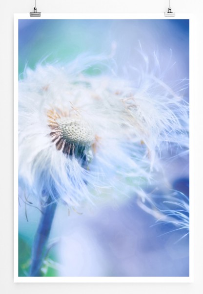 Paul Sinus Art 90x60cm Poster Naturfotografie Pusteblume im Wind