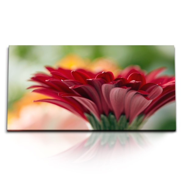 Paul Sinus Art Kunstdruck Bilder 120x60cm Rote Gerbera Blume Blüte Kunstvoll Nahaufnahme