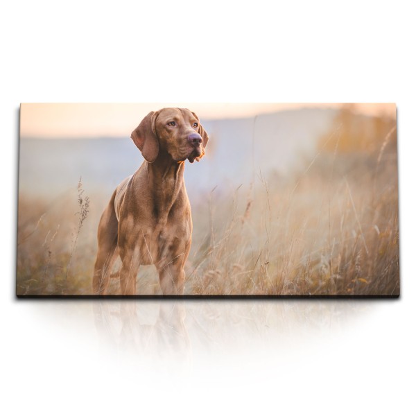 Paul Sinus Art Kunstdruck Bilder 120x60cm Hund Tierfotografie Landschaft Halme Natur