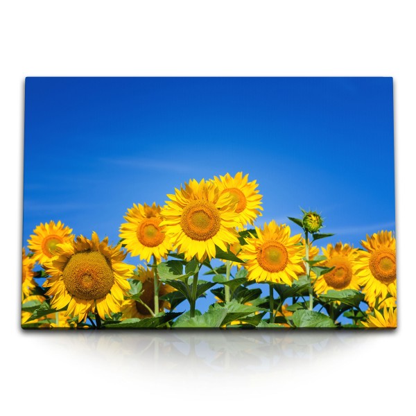 Paul Sinus Art 120x80cm Wandbild auf Leinwand Blauer Himmel Sonnenblumen Sommer gelbe Blumen