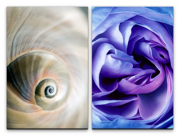 Paul Sinus Art 2 Bilder je 60x90cm Schneckenhaus Spirale Blüte Rose Stimmig Fokus Makrofotografie