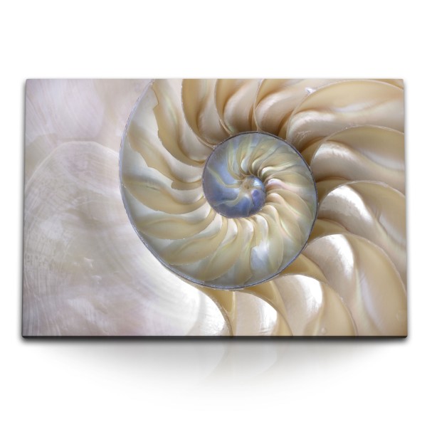 Paul Sinus Art 120x80cm Wandbild auf Leinwand Fotokunst Spirale Schneckenhaus Muschel Dekorativ