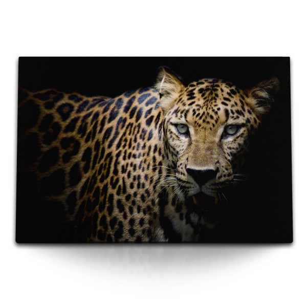 Paul Sinus Art 120x80cm Wandbild auf Leinwand Leopard Raubkatze Tierfotografie schwarzer Hintergrund