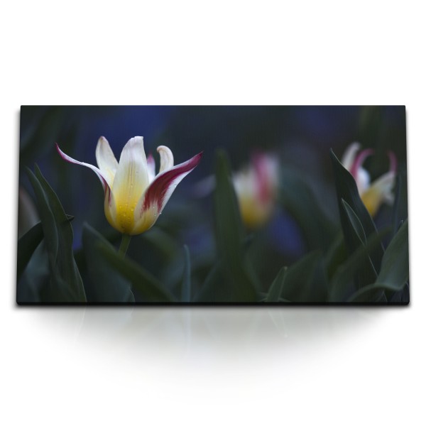 Paul Sinus Art Kunstdruck Bilder 120x60cm Tulpen Blumen Blüten Natur Kunstvoll