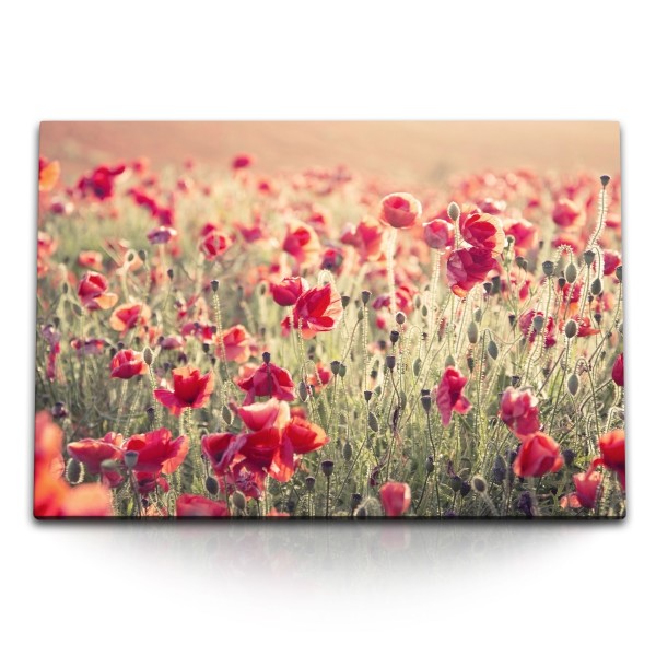 Paul Sinus Art 120x80cm Wandbild auf Leinwand Mohnfeld Mohnblumen rote Blumen Wildblumen