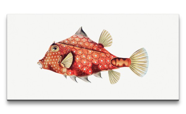 Paul Sinus Art Remaster 120x60cm Fantasievoller Fisch kunstvolle Illustration Dekorativ Rot