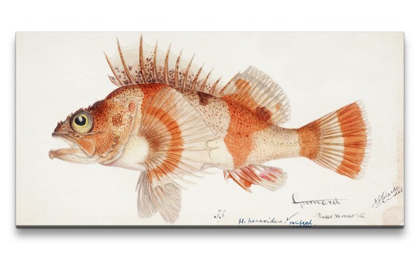 Paul Sinus Art Remaster 120x60cm Vintage Illustration Fisch Evolution Kunstvoll Dekorativ