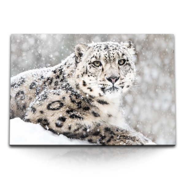 Paul Sinus Art 120x80cm Wandbild auf Leinwand Weißer Schneeleopard Leopard Winter Schnee Tierfotografie