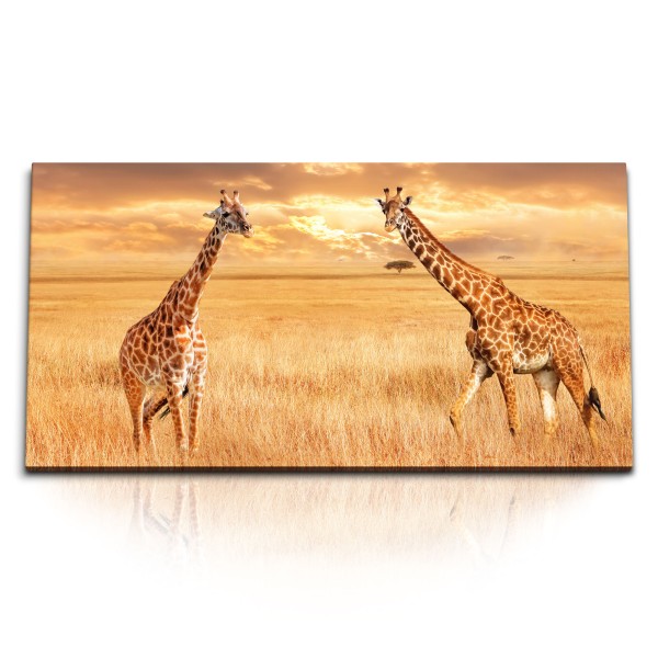 Paul Sinus Art Kunstdruck Bilder 120x60cm Afrikanische Landschaft Steppe Giraffen Tierfotografie