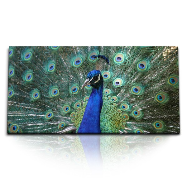 Paul Sinus Art Kunstdruck Bilder 120x60cm Tierfotografie Pfau Pfauenfeder Federkleid Farbenfroh