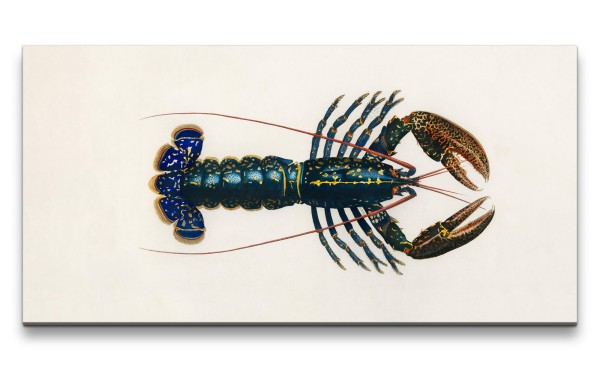 Paul Sinus Art Remaster 120x60cm Hummer Illustration Krustentier Lobster Kunstvoll Dekorativ