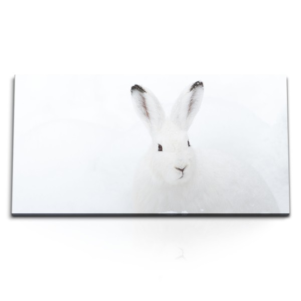 Paul Sinus Art Kunstdruck Bilder 120x60cm Weißer Hase im Schnee Winter Tierfotografie Schneehase