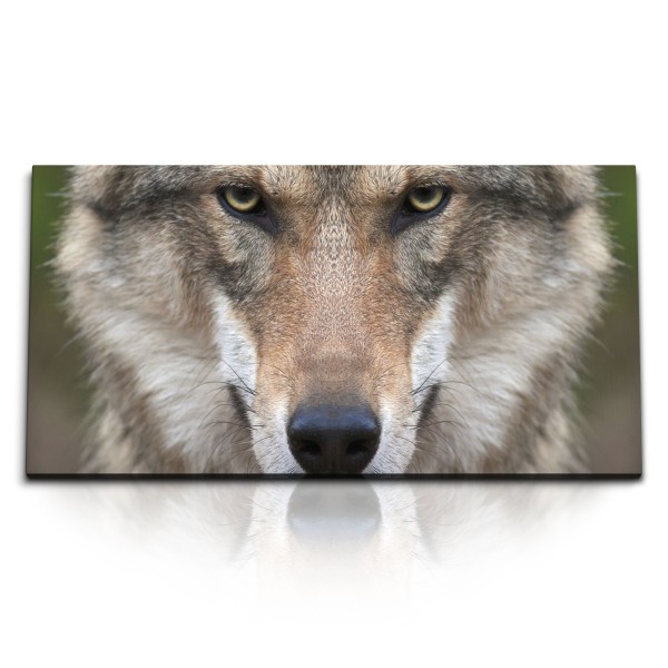 Paul Sinus Art Kunstdruck Bilder 120x60cm Grauer Wolf Tierfotografie Porträt Raubtier