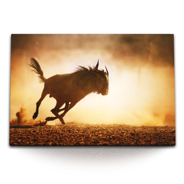 Paul Sinus Art 120x80cm Wandbild auf Leinwand Afrika Wildnis Tierfotografie Gnu Bulle Steppe