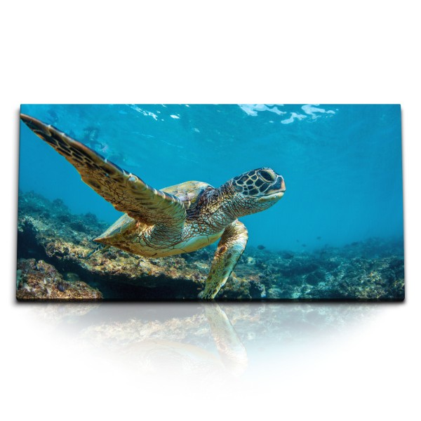 Paul Sinus Art Kunstdruck Bilder 120x60cm Seeschildkröte unter Wasser Korallen Blau Ozean