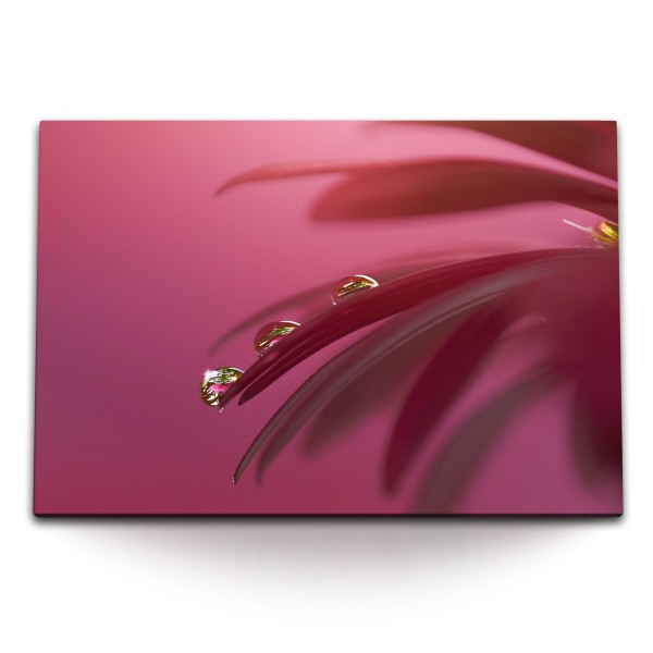 Paul Sinus Art 120x80cm Wandbild auf Leinwand Rosa Blume Blüte Makrofotografie Wassertropfen Kunstvoll